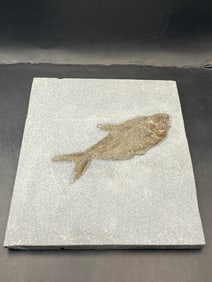 Fish, Fossil, Rock, Natural, Decor, Collectible, Specimen, Green River Formation,