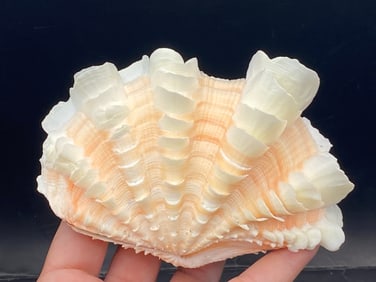 Seashell, Ocean, Beach, Natural, Decor, Collectible, Specimen
