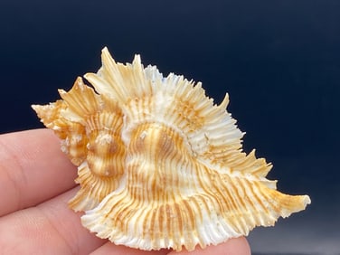 Seashell, Ocean, Beach, Natural, Decor, Collectible, Specimen