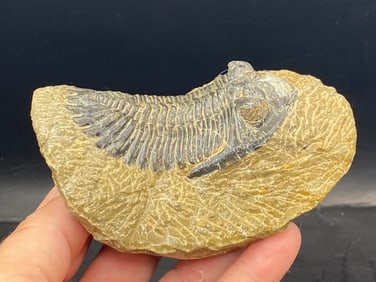 Trilobite, Fossil, Rock, Natural, Collectible, Specimen