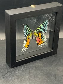 Butterfly, Natural, Decor, Collectible, Insect