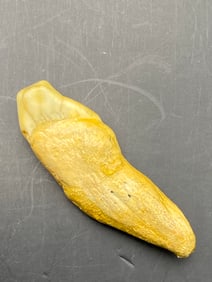 Cave Bear, Fossil, Natural, Collectible, Specimen, Tooth