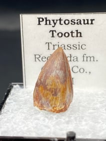 Dinosaur, Fossil, Natural, Collectible, Specimen, Tooth