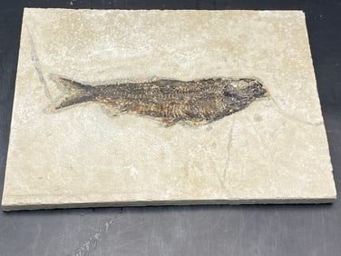 Fish, Fossil, Rock, Natural, Decor, Collectible, Specimen, Green River Formation,