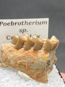 Camel, Fossil, Natural, Collectible, Specimen, Tooth