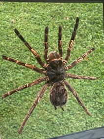 Spider, Natural, Decor, Collectible, Insect