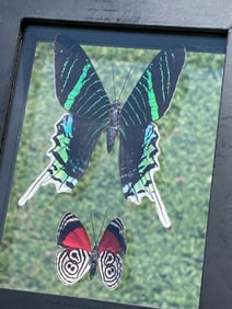 Butterfly, Natural, Decor, Collectible, Insect