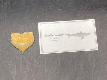 Shark, Fossil, Natural, Collectible, Specimen, Tooth