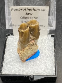 Camel, Fossil, Natural, Collectible, Specimen, Tooth