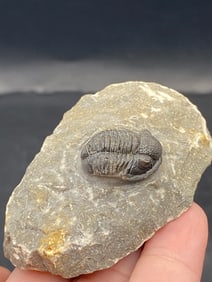 Trilobite, Fossil, Rock, Natural, Collectible, Specimen
