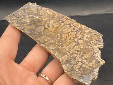 Rock, Fossil, Natural, Lapidary, Mineral