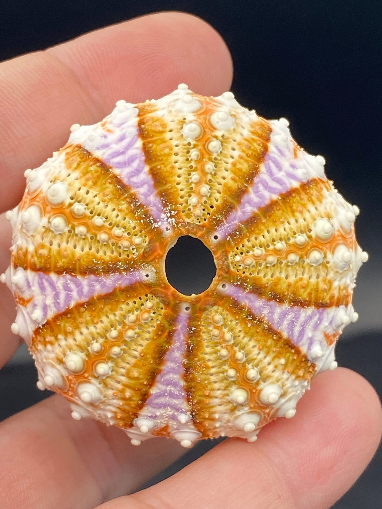 Seashell, Ocean, Beach, Natural, Decor, Collectible, Specimen: Seashell Velarde Urchin Phillipines