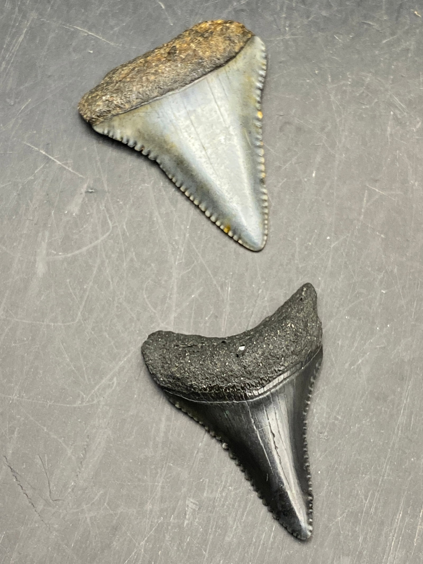 Shark, Fossil, Natural, Collectible, Specimen, Tooth: Fossil Shark Teeth Great White 1.25"