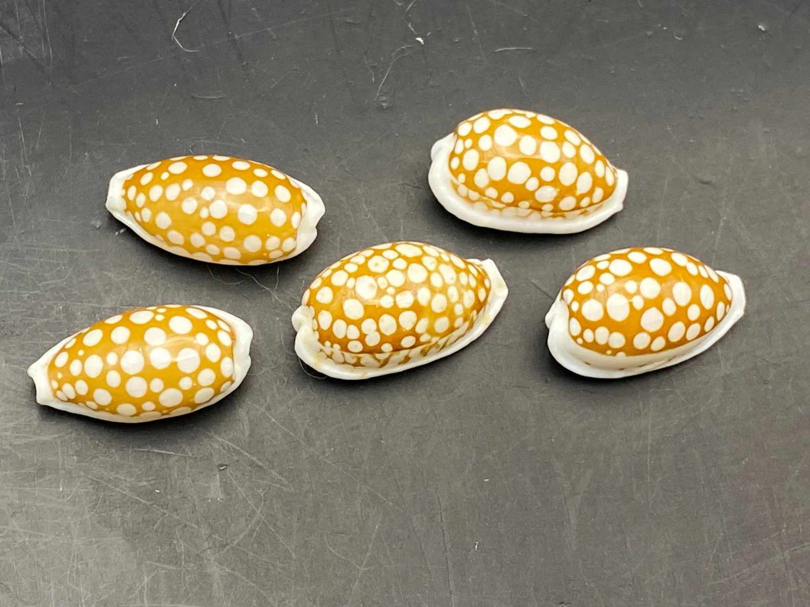 Seashell, Ocean, Beach, Natural, Decor, Collectible, Specimen: Seashell Cribrarula Cribrana