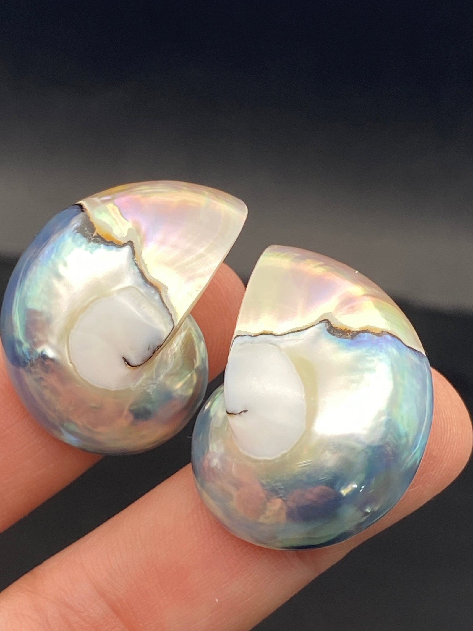 Seashell, Ocean, Beach, Natural, Decor, Collectible, Specimen (1 of 4)