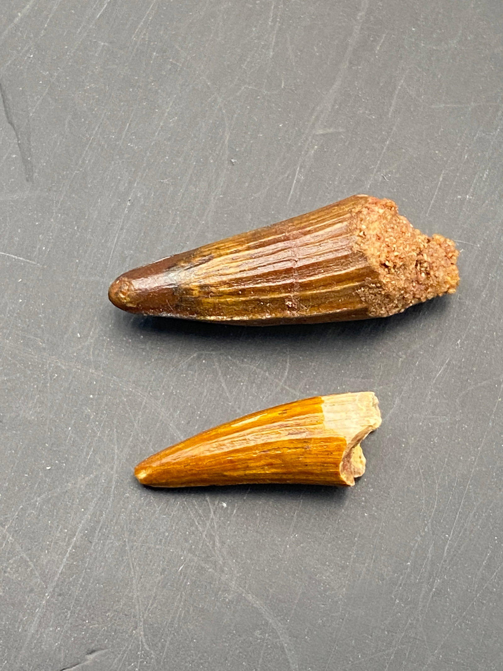 Dinosaur, Fossil, Natural, Collectible, Specimen, Tooth: 2 Dinosaur Teeth Spinosaur Morocco .7/1"