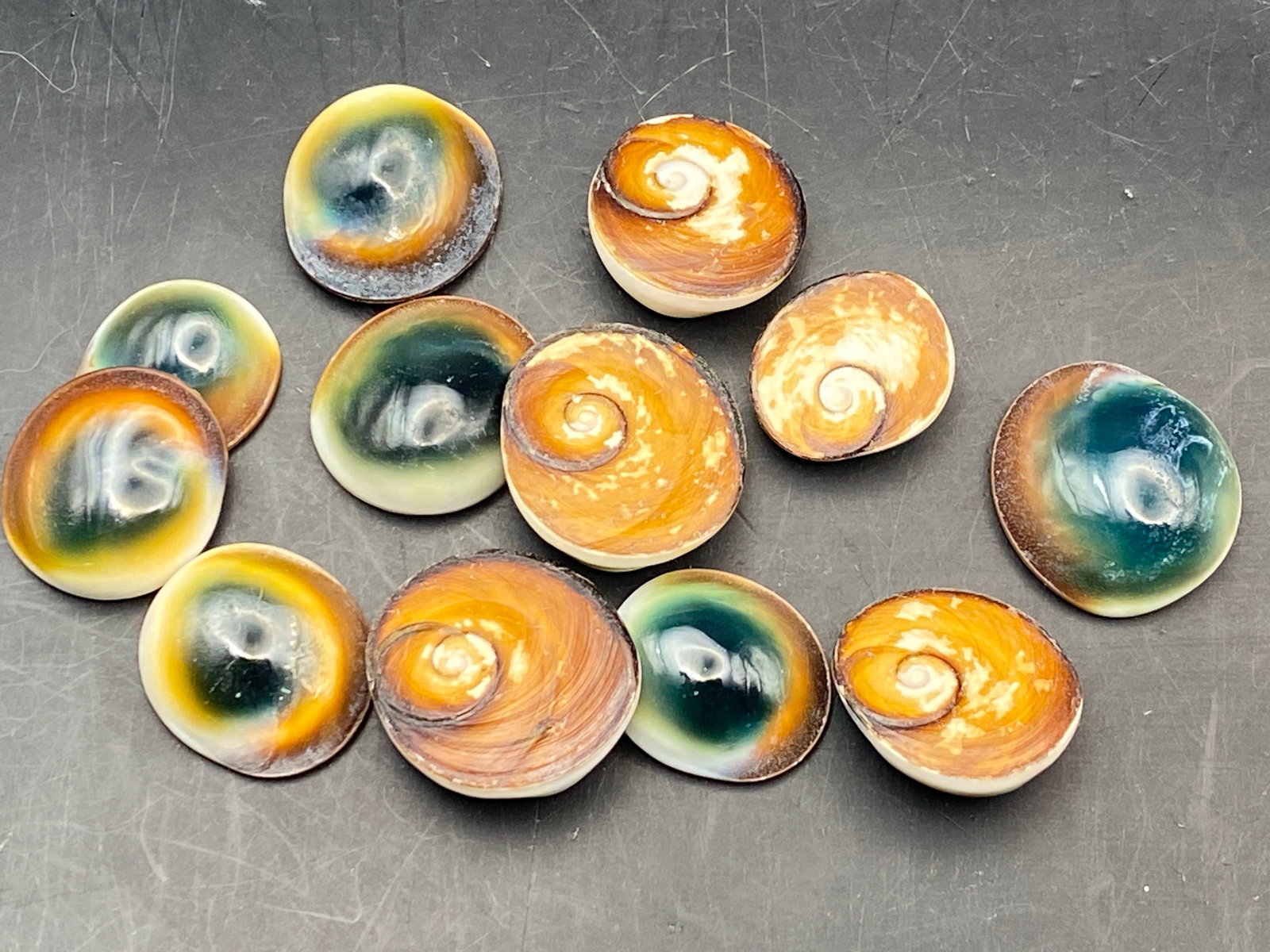 Seashell, Ocean, Beach, Natural, Decor, Collectible, Specimen: Seashell Operculum "Cat's Eye" 12pc