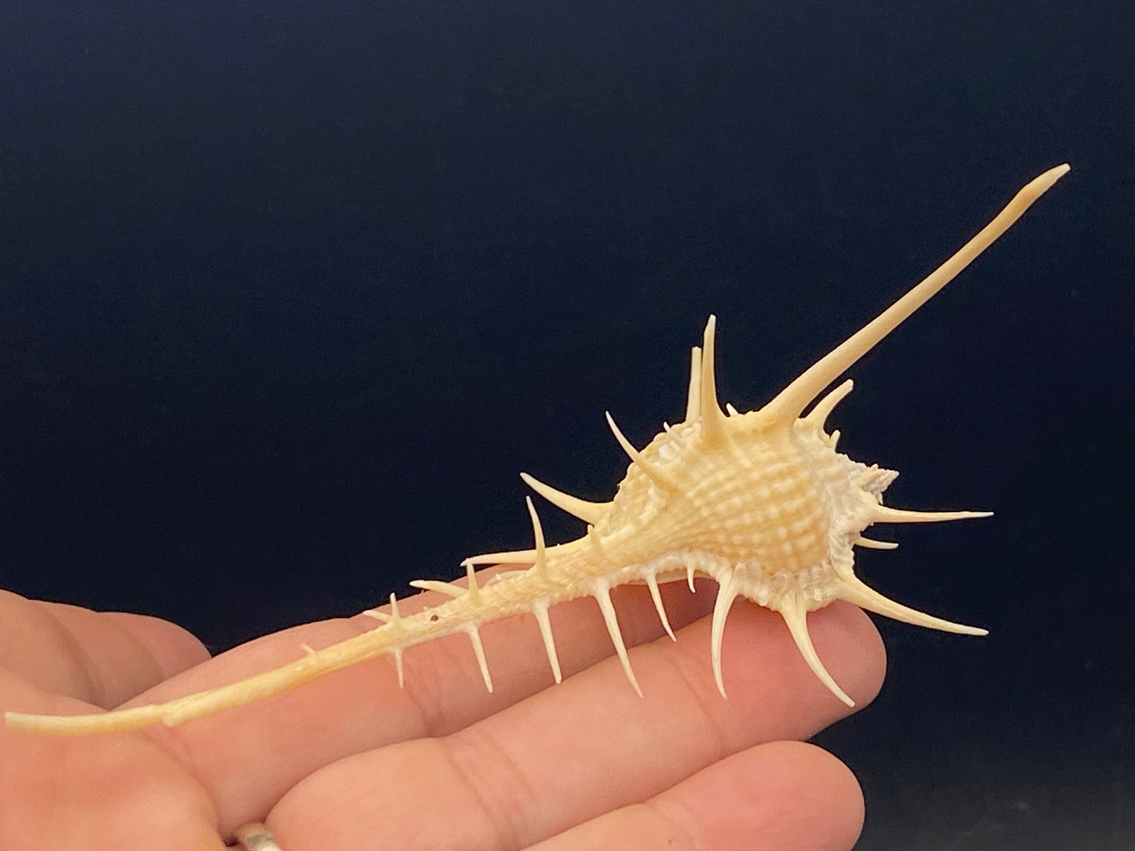 Seashell, Ocean, Beach, Natural, Decor, Collectible, Specimen (1 of 5)