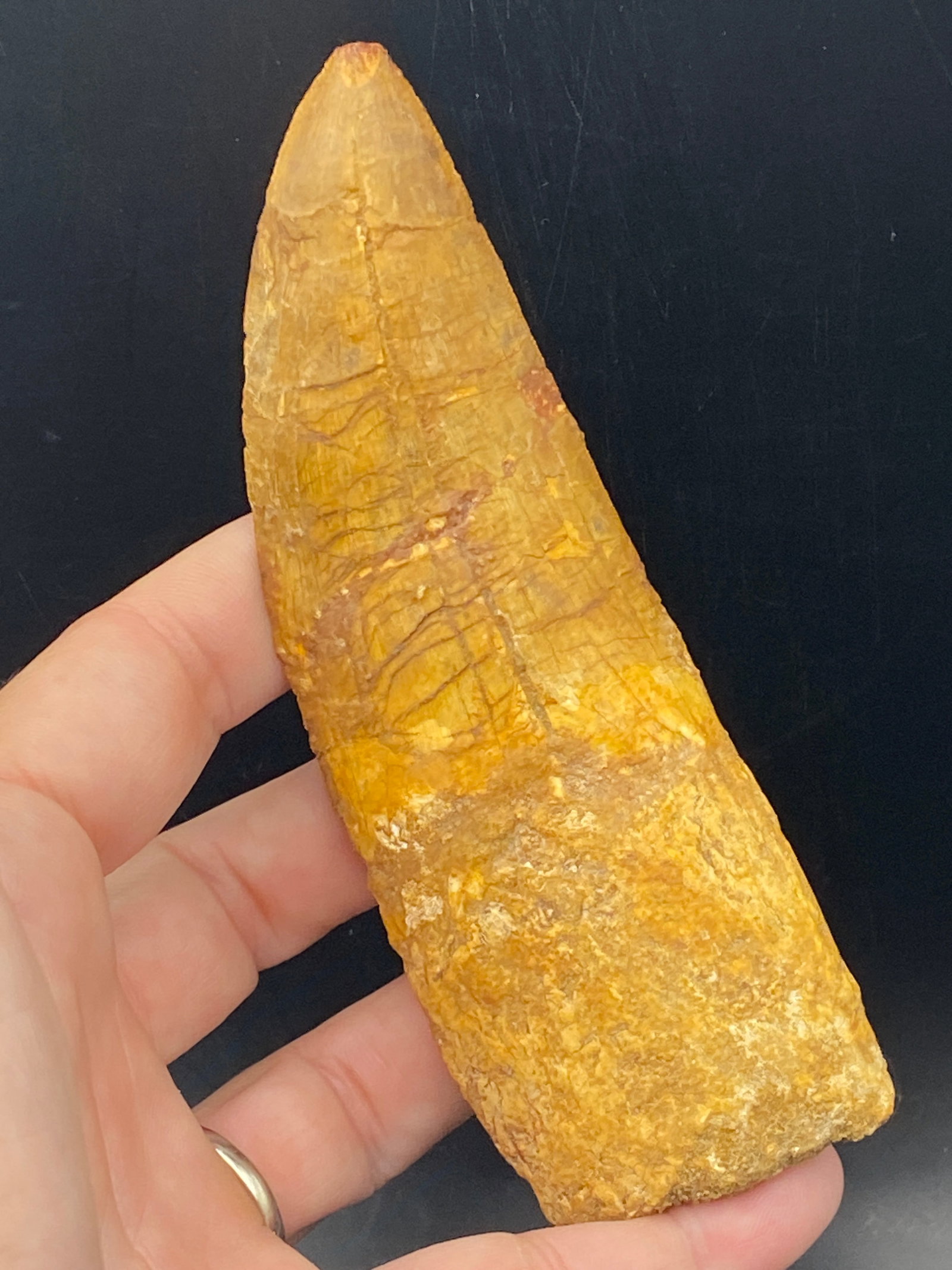 Dinosaur, Fossil, Natural, Collectible, Specimen, Tooth: Fossil Dinosaur Tooth Carcharodontosaurus 4.85"