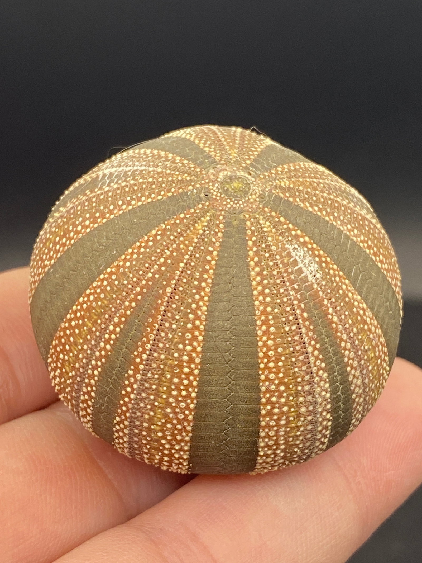 Seashell, Ocean, Beach, Natural, Decor, Collectible, Specimen: Seashell Tuxedo Urchin