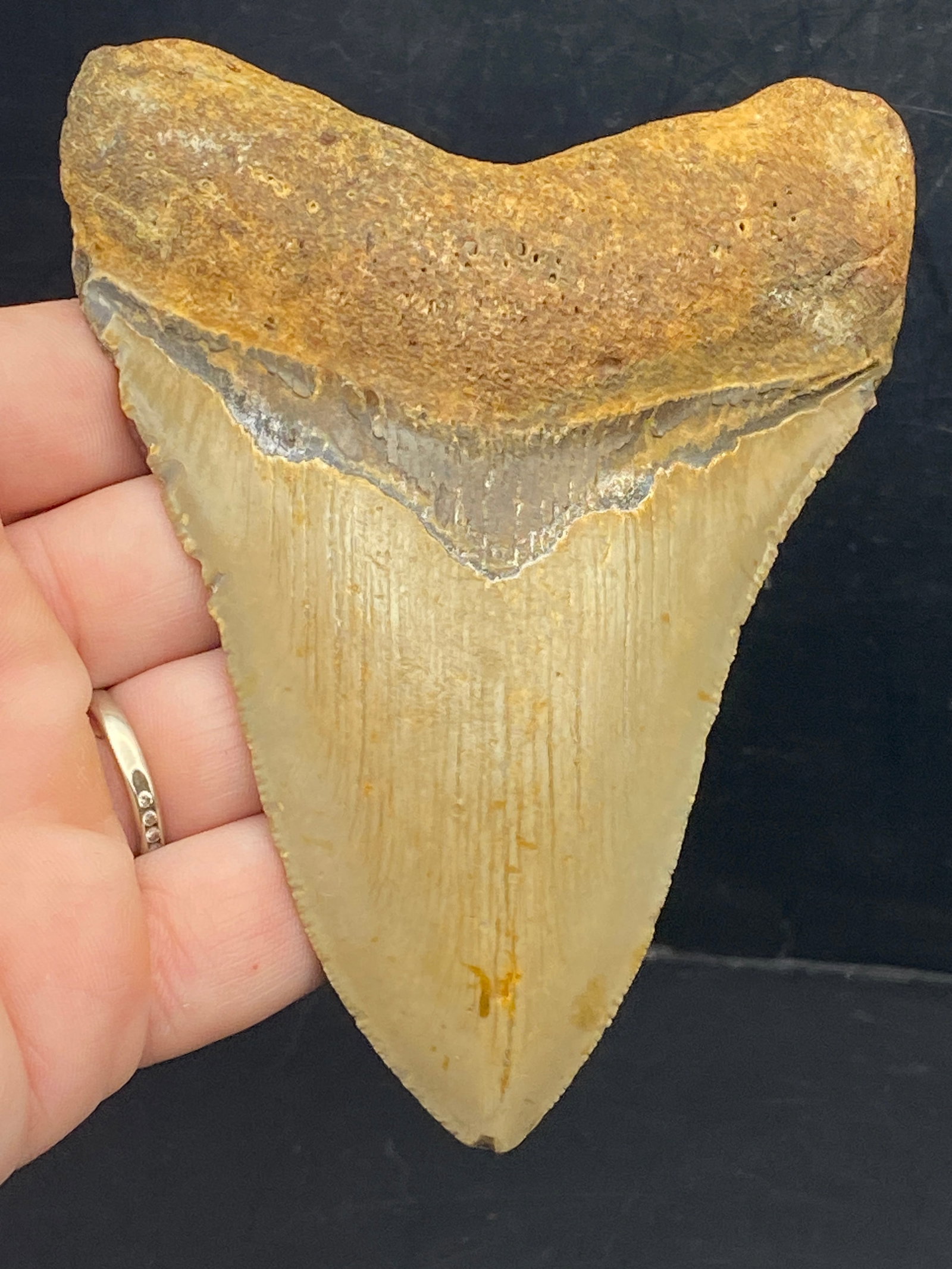 Shark, Fossil, Natural, Collectible, Specimen, Tooth, Megalodon: Fossil Shark Tooth Megalodon SC 4.5"