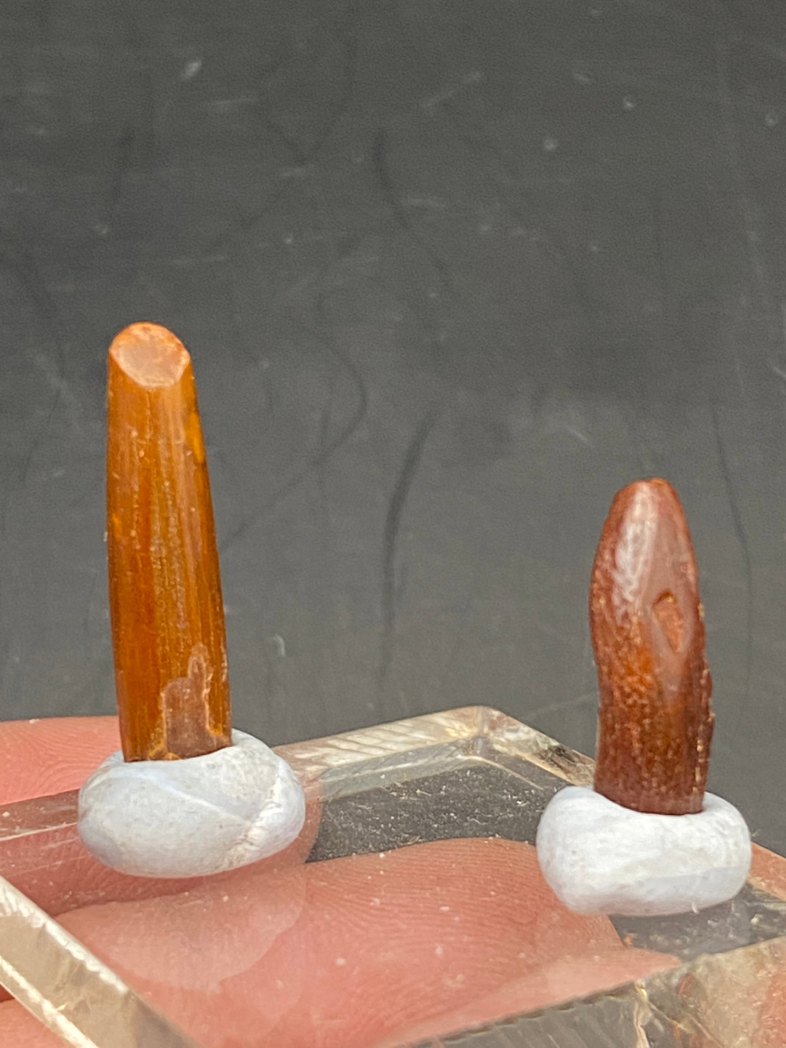 Dinosaur, Fossil, Natural, Collectible, Specimen, Tooth: Fossil Teeth Dinosaur Rebechasaurus Morocco