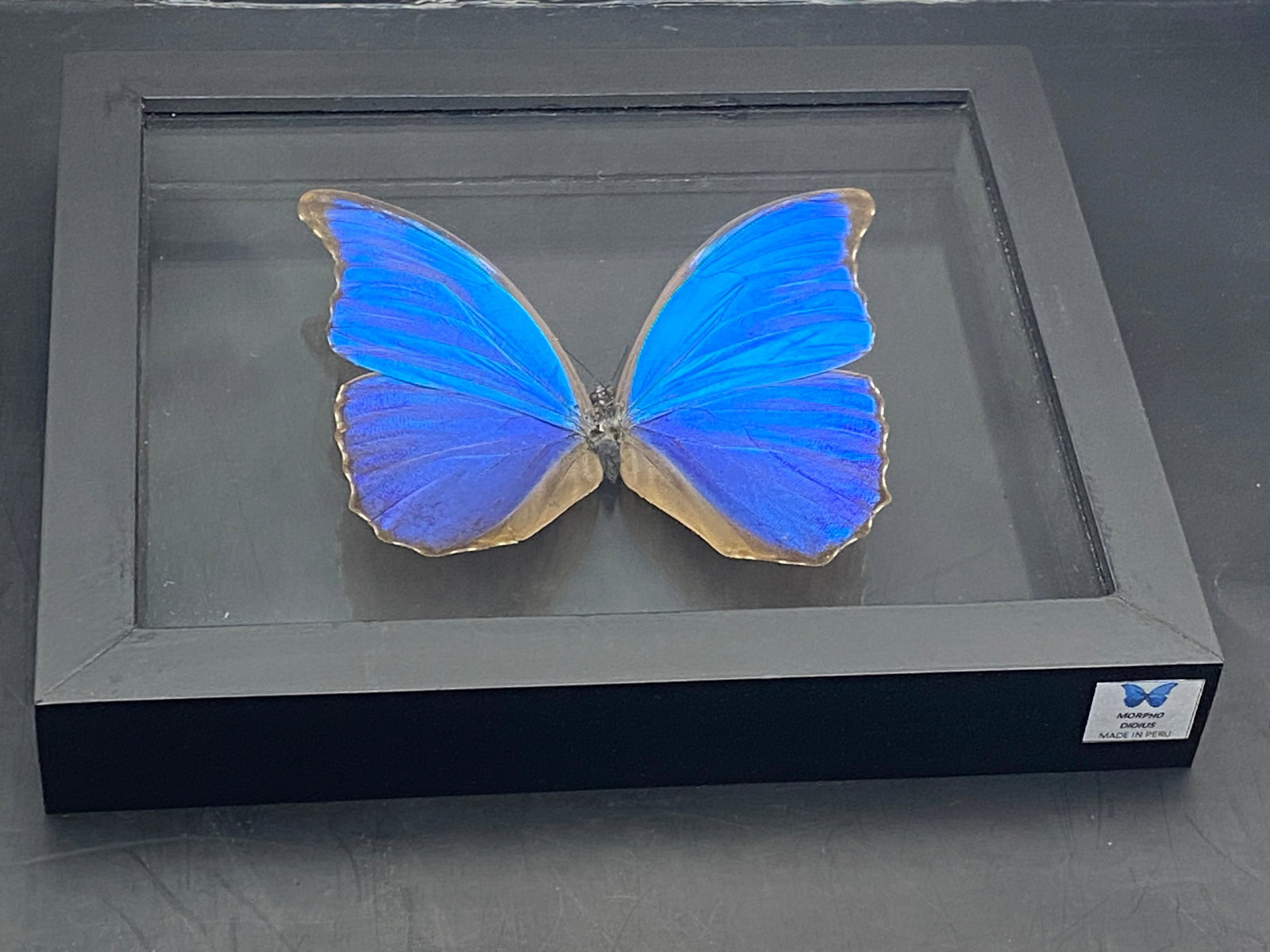 Butterfly, Natural, Decor, Collectible, Insect (1 of 4)