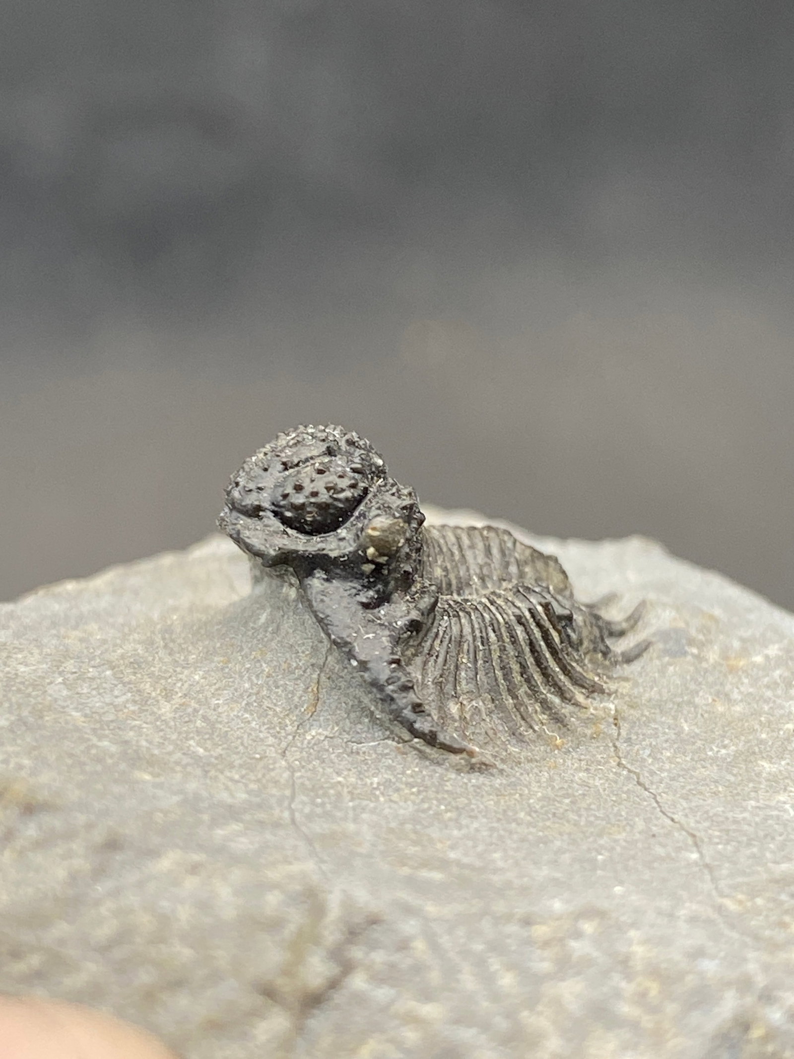 Trilobite, Fossil, Rock, Natural, Collectible, Specimen: Fossil Triobite Leonapsis 3oz