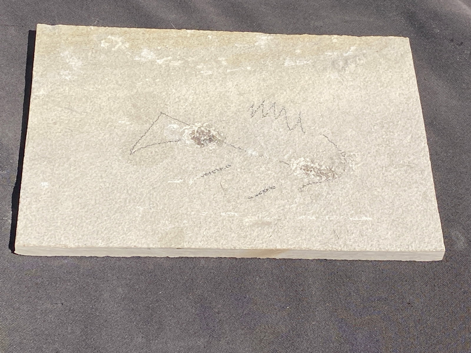 Fish, Fossil, Rock, Natural, Decor, Collectible, Unprepped,: Fossil Fish Cockerellites (Unprepped) 9.5 x 6.5"