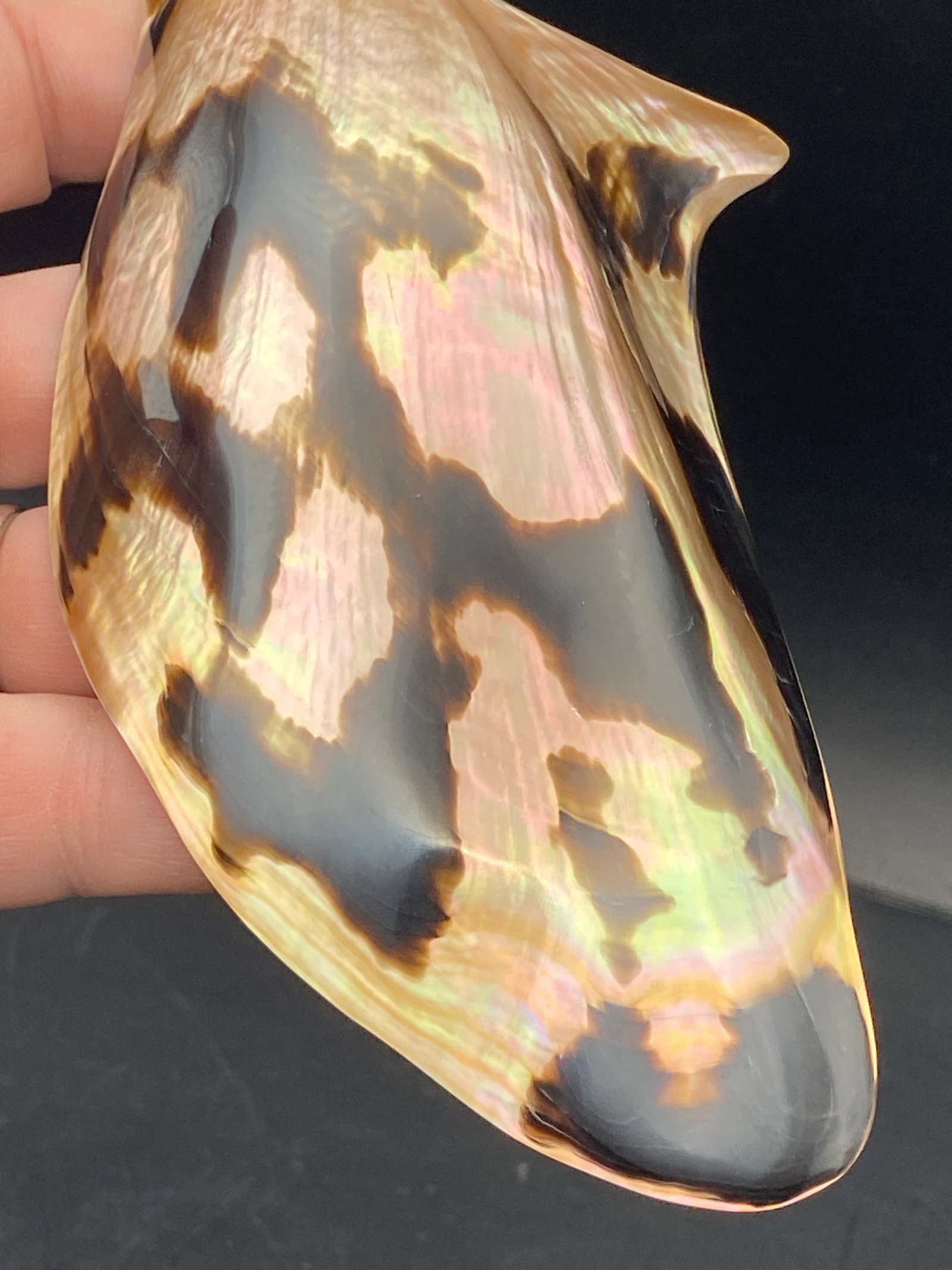 Seashell, Ocean, Beach, Natural, Decor, Collectible, Specimen (1 of 5)