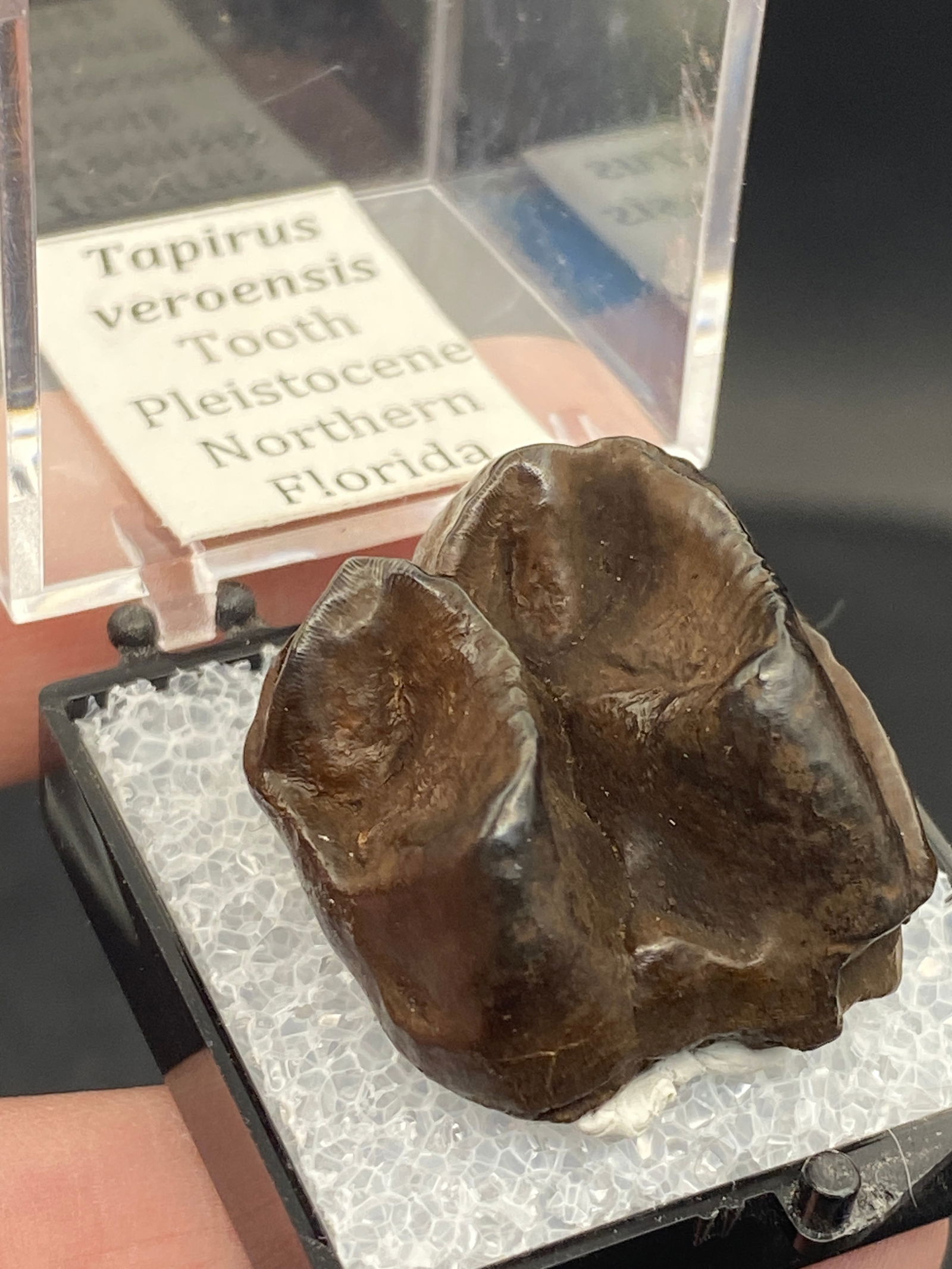 Tapir, Fossil, Natural, Collectible, Specimen, Tooth: Fossil Tooth Tapir FL