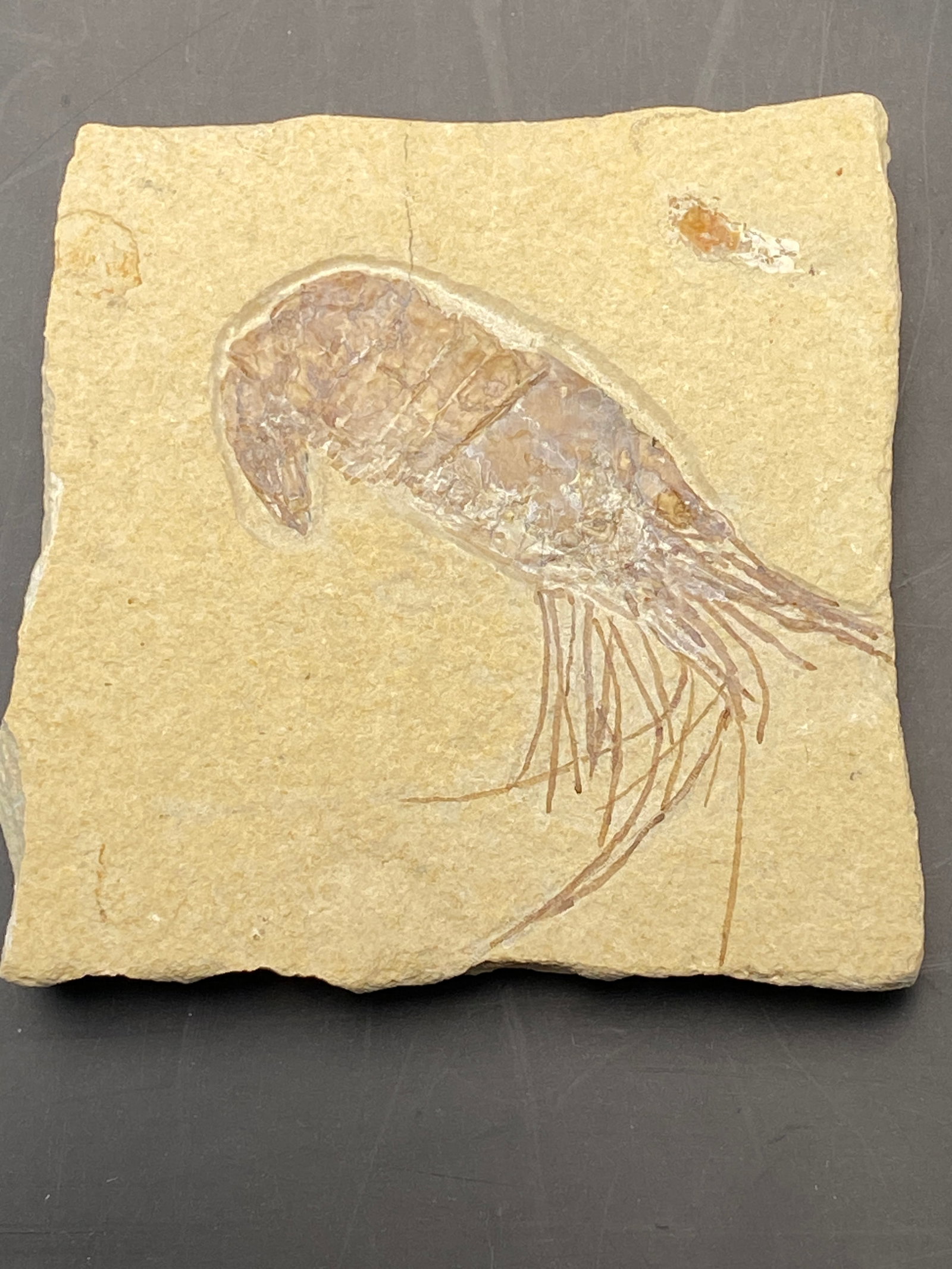Shrimp, Fossil, Rock, Natural, Decor, Collectible, Specimen (1 of 4)