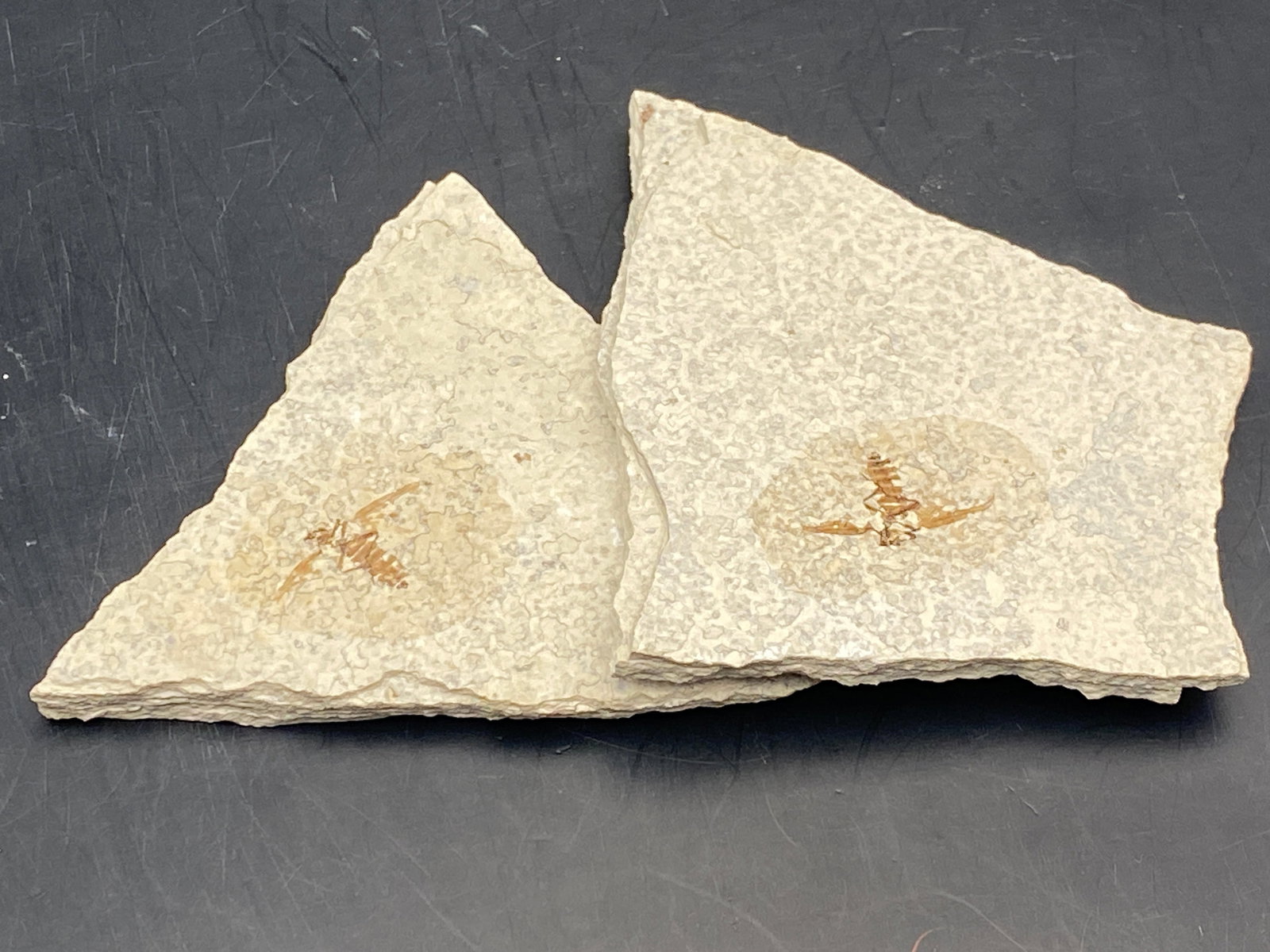 Insect, Fossil, Rock, Natural, Decor, Collectible, Specimen,: 2 Fossil Flies Green River Formation Eocene WY