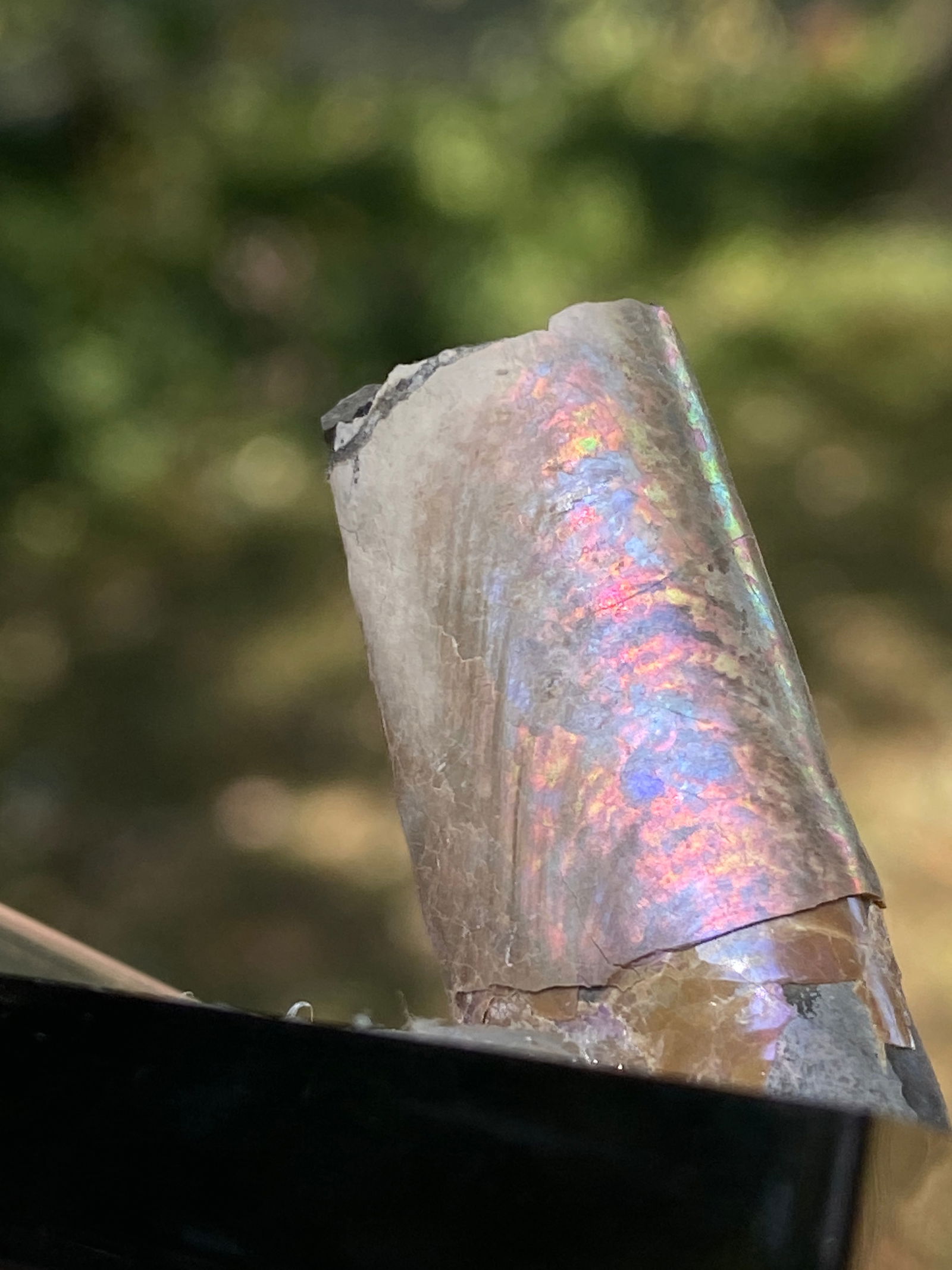 Baculite, Fossil, Natural, Collectible, Specimen, (1 of 4)