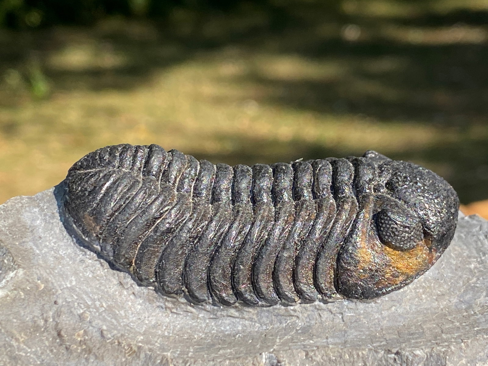 Trilobite, Fossil, Rock, Natural, Collectible, Specimen: Fossil Trilobite Phacops Speculator Morocco 10oz