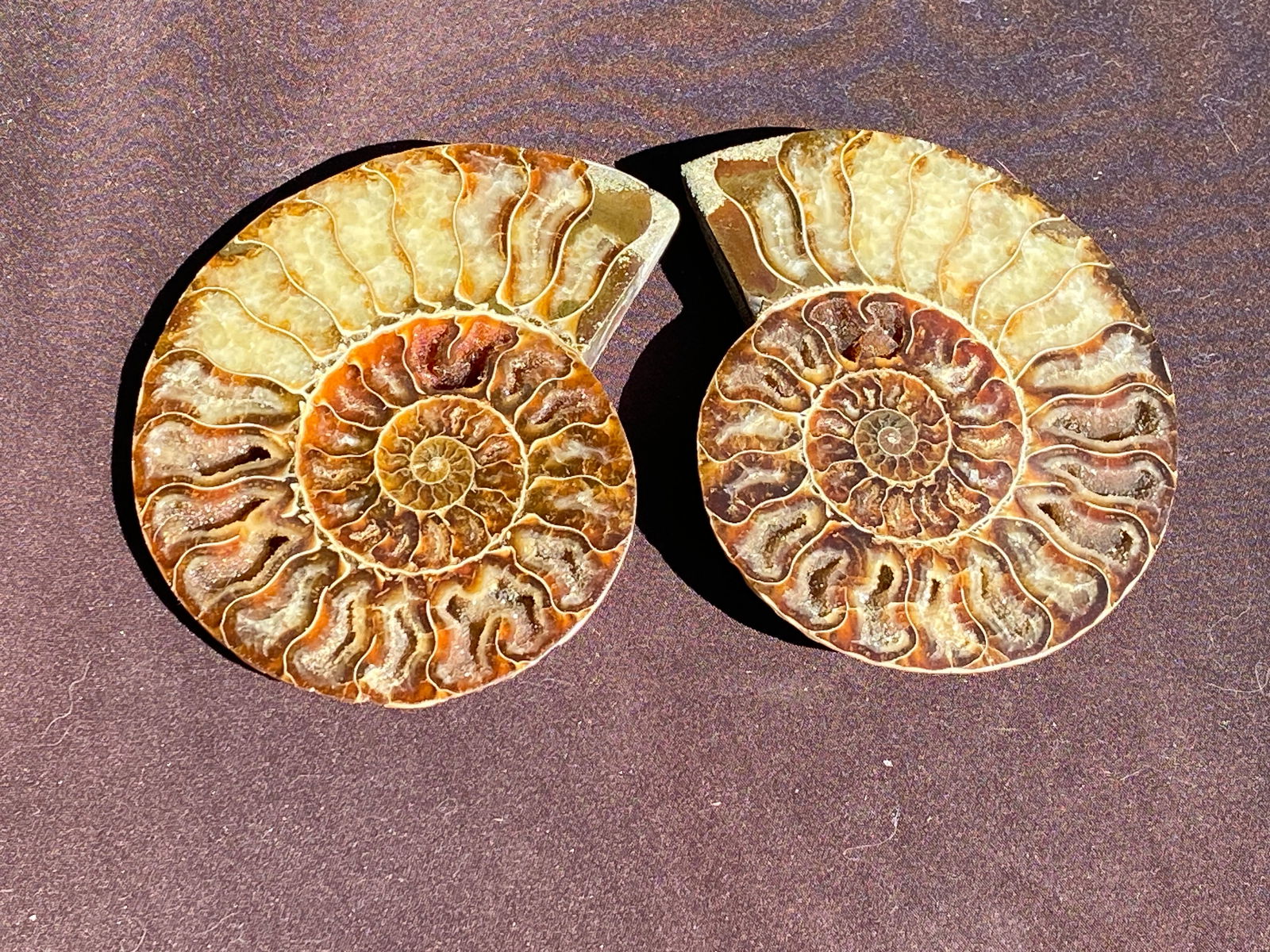Ammonite, Fossil, Rock, Natural, Collectible, Specimen: Fossil Ammonite Split/Polished Madagascar 4.25"