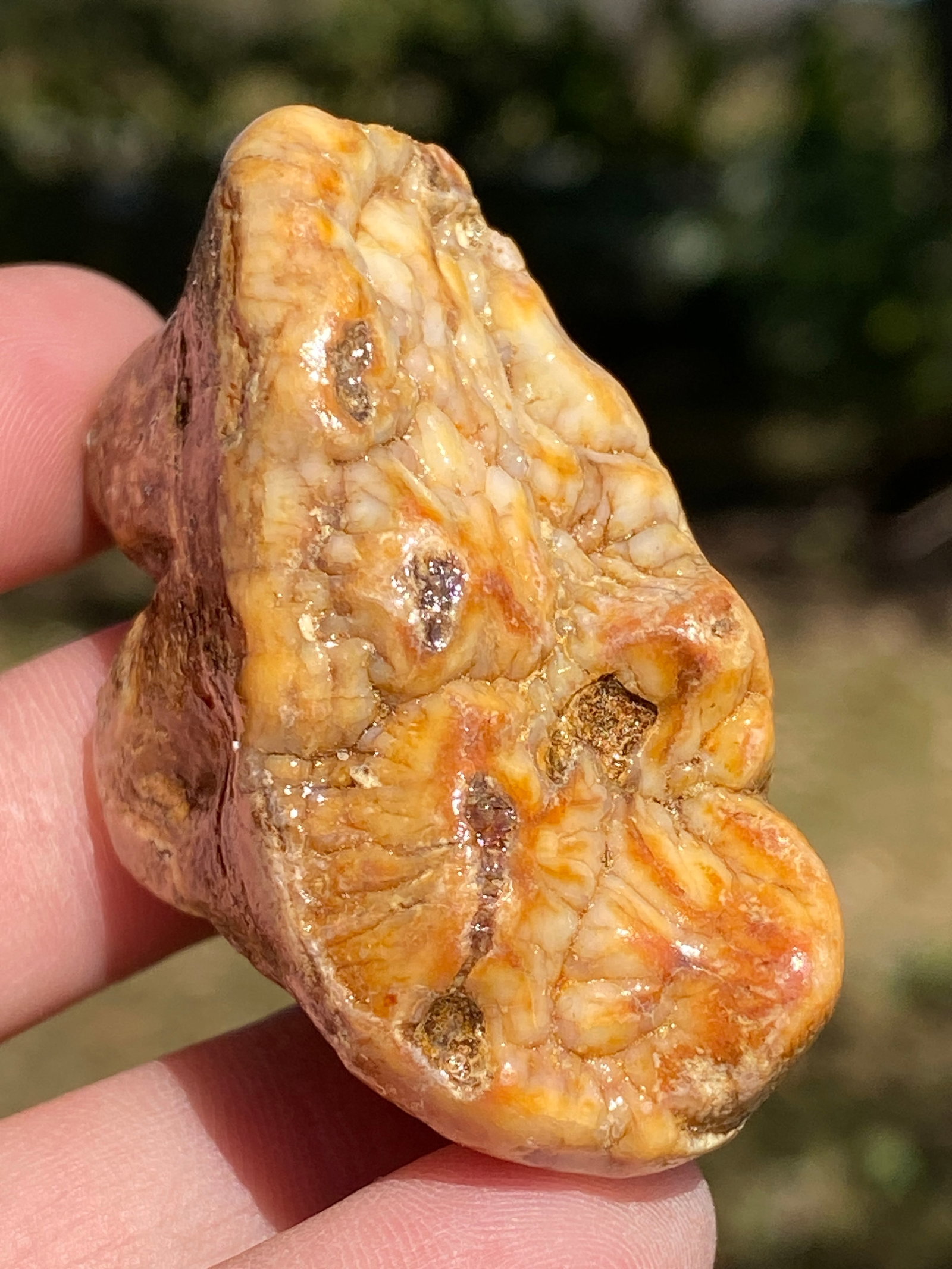 Cave Bear, Fossil, Natural, Collectible, Specimen, Tooth: Fossil Tooth: Cave Bear Ursus Spelaeus Romania