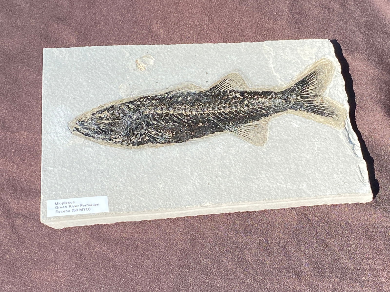 Fish, Fossil, Rock, Natural, Decor, Collectible, Specimen, Green River Formation, (1 of 4)