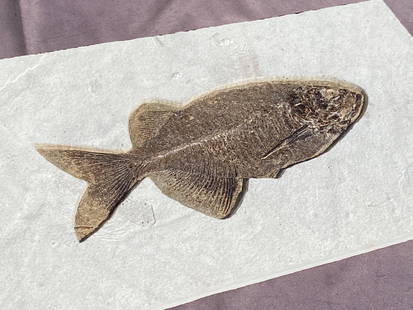 Fish, Fossil, Rock, Natural, Decor, Collectible, Specimen, Green River Formation,: Fossil Fish: Phareodus Testis (rare species) Green River Formation Wyoming Eocene