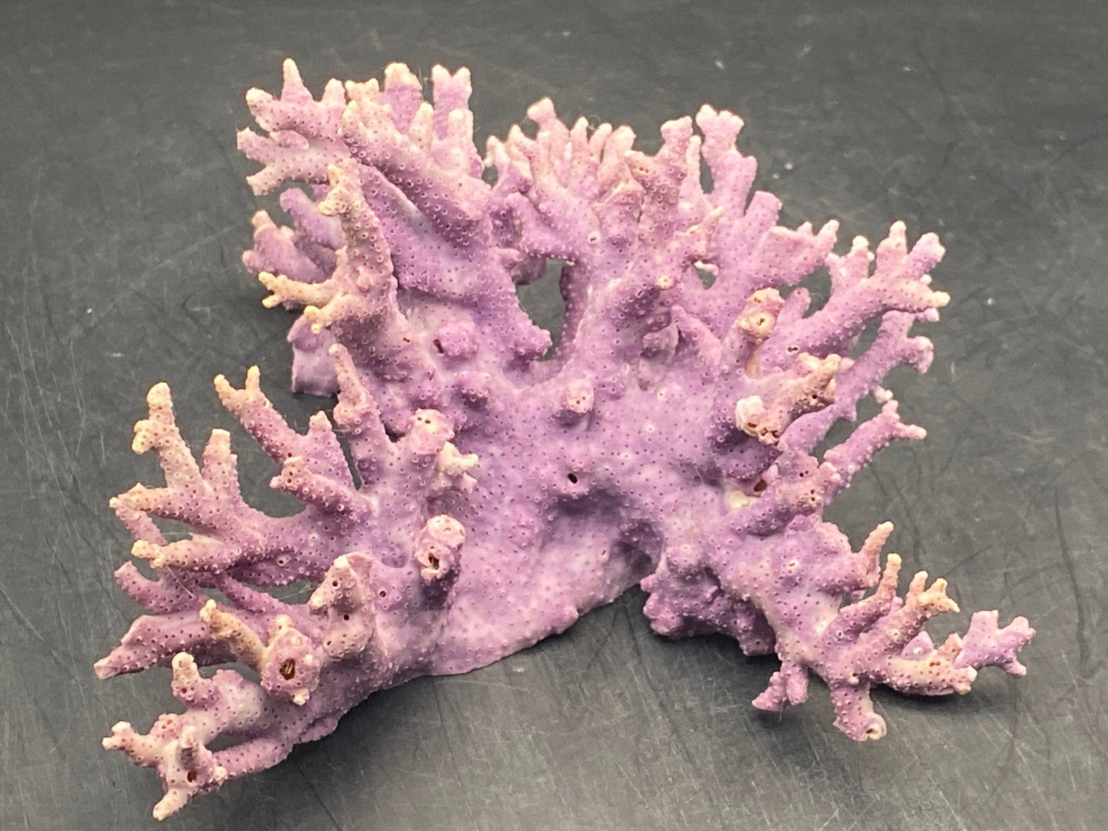 Coral, Seashell, Ocean, Beach, Natural, Decor, Collectible, Specimen (1 of 4)