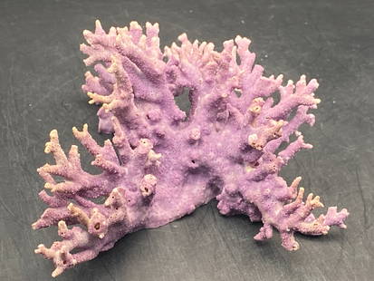 Coral, Seashell, Ocean, Beach, Natural, Decor, Collectible, Specimen: Purple Coral Allopora Califoniques Mexico