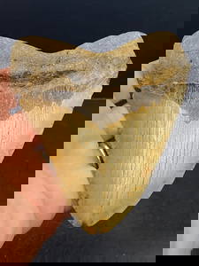 Shark, Fossil, Natural, Collectible, Specimen, Tooth, Megalodon