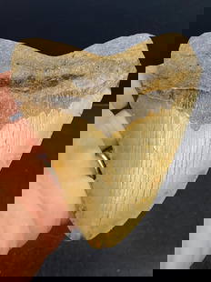 Shark, Fossil, Natural, Collectible, Specimen, Tooth, Megalodon: Fossil Shark Tooth: Megalodon South Carolina 4.5"