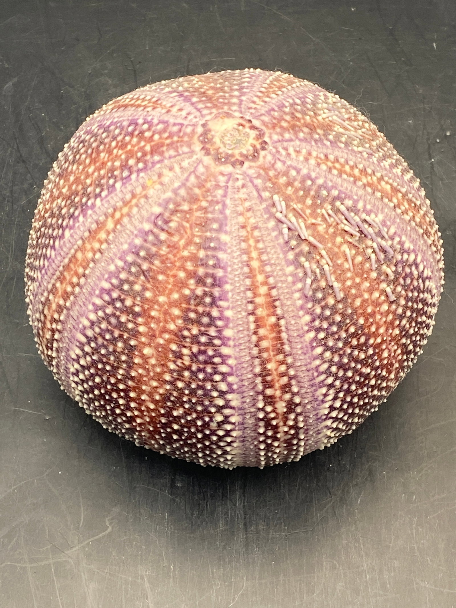Urchin, Seashell, Ocean, Beach, Natural, Decor, Collectible, Specimen: Channel Urchin with Rare Purple Color California
