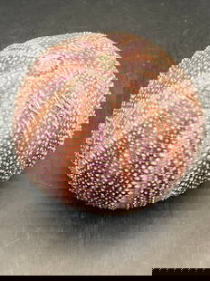 Urchin, Seashell, Ocean, Beach, Natural, Decor, Collectible, Specimen: Channel Urchin with Rare Purple Color California