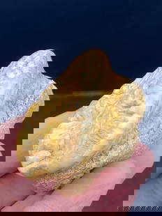 Cave Bear, Fossil, Natural, Collectible, Specimen, Tooth: Fossil Tooth: Cave Bear Urusus Spelaeus Romania 1.8"