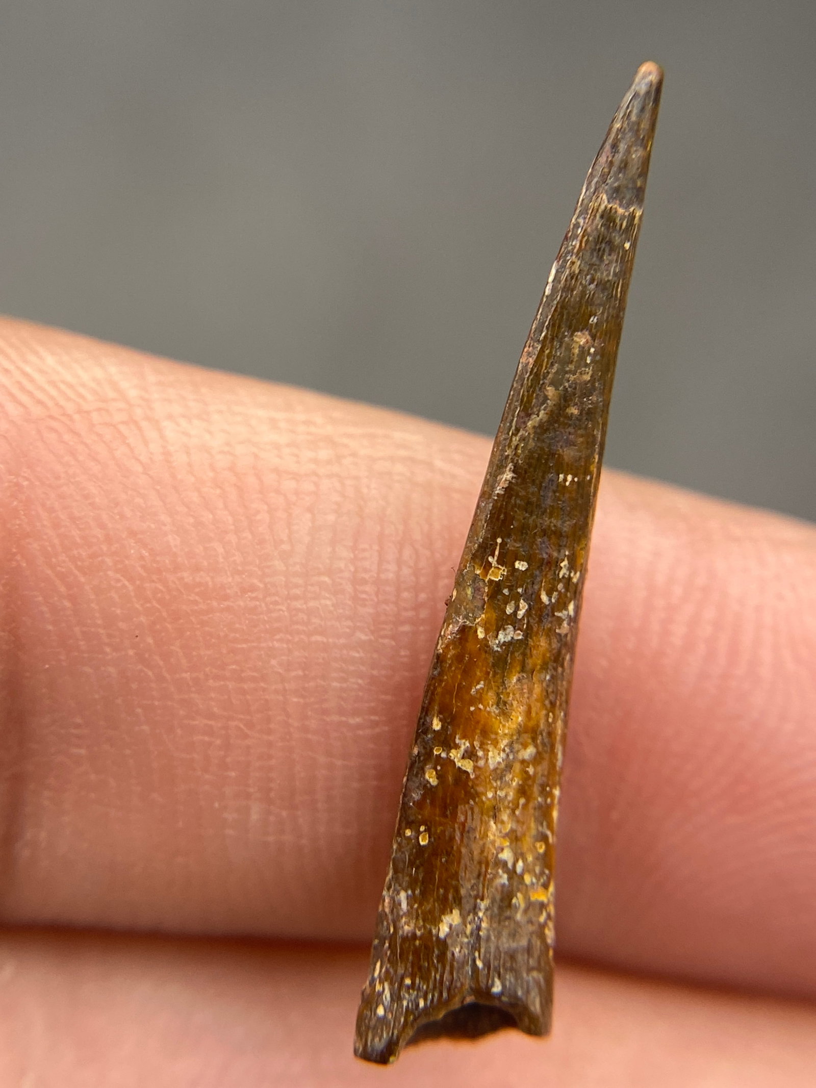 Dinosaur, Fossil, Natural, Collectible, Specimen, Tooth: Fossil Dinosaur Tooth: Pterosaur