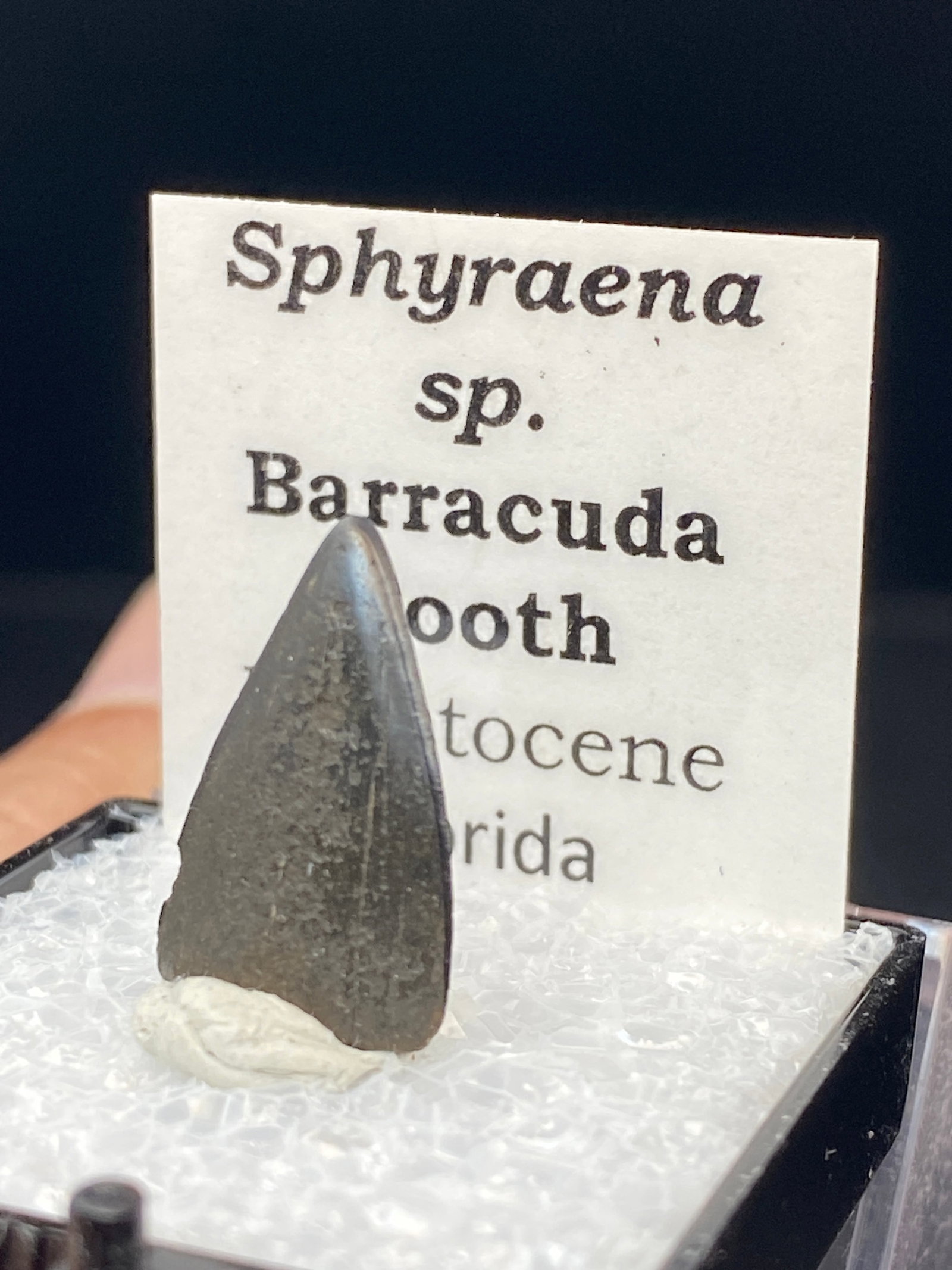 Barracuda, Fossil, Natural, Collectible, Specimen, Tooth: Fossil Tooth: Barracuda Florida