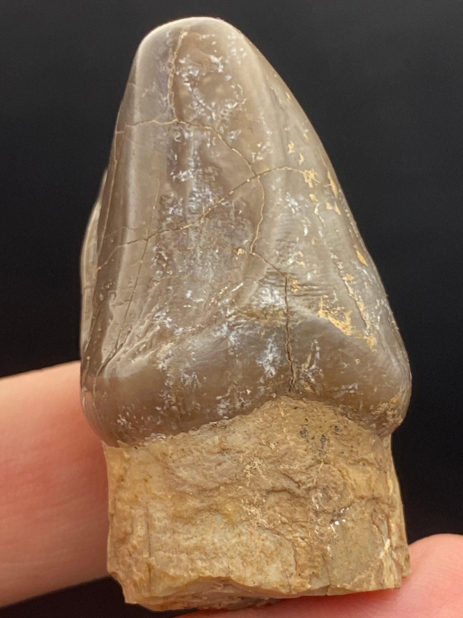 Hippopatomus, Fossil, Rock, Natural, Decor, Collectible, Specimen (1 of 4)