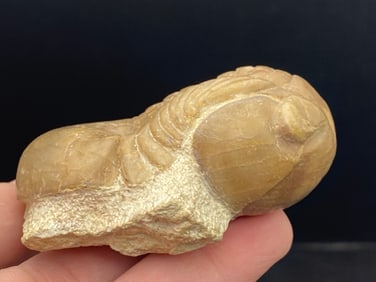 Fossil, Natural, Collectible, Specimen, Trilobite